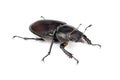 Female Lucanus cervus (stag beetle) Royalty Free Stock Photo