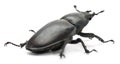 Female Lucanus cervus stag beetle in front of white background