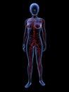 Female lymphatic system Royalty Free Stock Photo