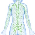 Female Lymphatic system of half body