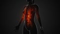 The female lymphatic system anatomy