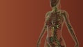 Female lymphatic system medical concept