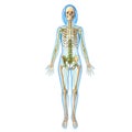 Female Lymphatic system with skeleton Royalty Free Stock Photo