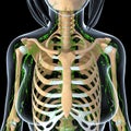 Female Lymphatic system with skeleton x ray Royalty Free Stock Photo