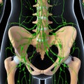 Female Lymphatic system x ray Royalty Free Stock Photo