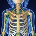 Female Lymphatic system x ray Royalty Free Stock Photo