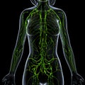Female Lymphatic system x ray Royalty Free Stock Photo