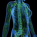 Female Lymphatic system x ray Royalty Free Stock Photo