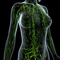 Female Lymphatic system x ray Royalty Free Stock Photo