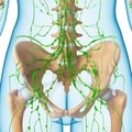 Female Lymphatic system x ray Royalty Free Stock Photo