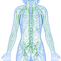 Female Lymphatic system x ray