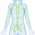 Female Lymphatic system x ray Royalty Free Stock Photo