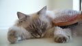 Female lynx point rag doll cat purring softly while being brushed.