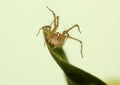 Female lynx spider on a defense stance on a leaf. Royalty Free Stock Photo