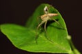 Female lynx spider on a defense stance on a leaf.