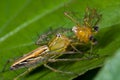 Female Lynx spider eating male lynx spider Royalty Free Stock Photo