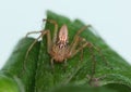 Female lynx spider on a leaf