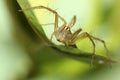 Female lynx spider on a lime leaf. Royalty Free Stock Photo