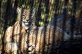 Female lynx with two cubs behind the bars in the zoo