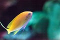 Female Lyretail fairy basslet fish Pseudanthias squamipinnis Royalty Free Stock Photo