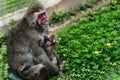Female macaca monkey feeds her baby breast milk Royalty Free Stock Photo