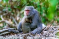 Female macaque feeding her baby