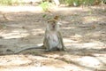 Female macaque monkey sitting lonly in the grass