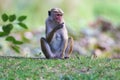 Female macaque monkey in Sri Lanka is feeding