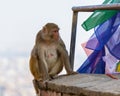 A female macaque on top of wall