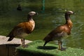 Female Magellan Geese