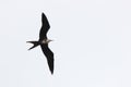 A female magnificent frigate bird,Fregata magnificens, flying