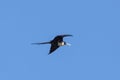 Female Magnificent Frigatebird in flight against Costa Rica blue sky