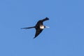 Female Magnificent Frigatebird in flight against Costa Rica blue sky