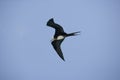 Female Magnificent Frigatebird Fregata magnificens in flight, Galapagos Islands, Ecuador