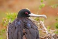 Female Magnificent Frigatebird on North Seymour Island, Galapagos National Park, Ecuador