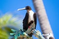 Female Magnificent frigatebird perched on the monument in promenade by the ocean