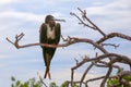 Female Magnificent Frigatebird sitting on a tree on North Seymour Island, Galapagos National Park, Ecuador