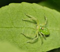 Female Magnolia Green Jumper spider (Lyssomanes viridis) from the Salticidae family on a leaf in a web nest. Royalty Free Stock Photo