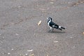 Female magpie lark, Grallina cyanoleuca, Brimbank Park, Melbourne, Australia