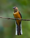 Female Malabar Trogon on a perch