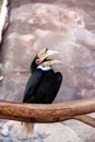 A female Malayan wreathed hornbill on a branch Royalty Free Stock Photo