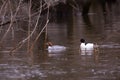 Female and male adult common merganser seen swimming in the St. Charles River Royalty Free Stock Photo