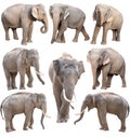 Female and male asia elephant isolated Royalty Free Stock Photo