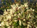 Female and Male Baccharis Halimifolia Plants in the Sun near a Pond in the Fall.