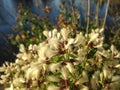 Female and Male Baccharis Halimifolia Plants in the Sun near a Pond in the Fall.