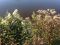 Female and Male Baccharis Halimifolia Plants in the Sun near a Pond in the Fall.