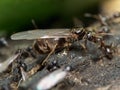 Female and male black garden ant Lasius niger. Queen Royalty Free Stock Photo