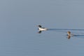 Female and Male Common Merganser Royalty Free Stock Photo