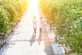 Female and male crop scientist walking in labcoat while looking at tomatoes growing in greenhouse with yellow lens flare in backgr