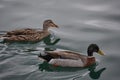 Female and male ducks on water surface Royalty Free Stock Photo